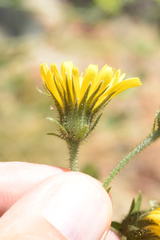 Hieracium amplexicaule pulmonarioides