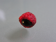 Alectryon excelsus