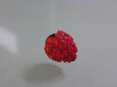 Alectryon excelsus