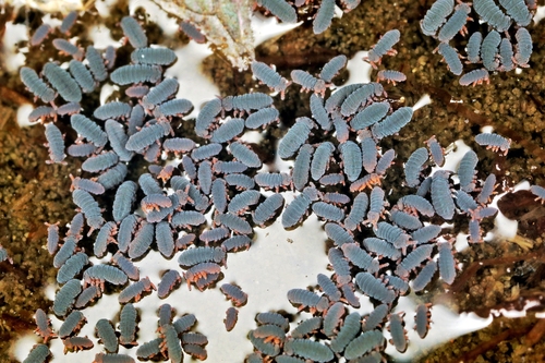 Water Springtail, photo 4 of 10