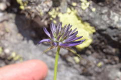 Phyteuma scheuchzeri