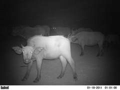 Syncerus caffer brachyceros