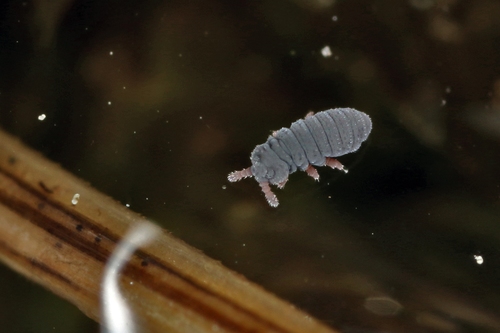 Water Springtail, photo 3 of 10