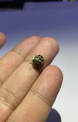 Sphaerocoris annulus