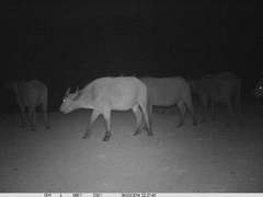 Syncerus caffer brachyceros