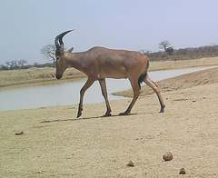 Alcelaphus buselaphus major