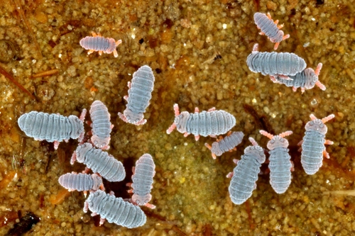 Water Springtail, photo 2 of 10