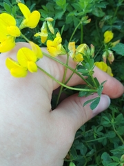Lotus corniculatus