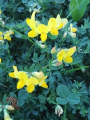 Lotus corniculatus
