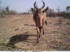 Alcelaphus buselaphus major