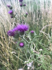 Carduus
