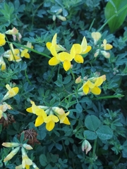 Lotus corniculatus