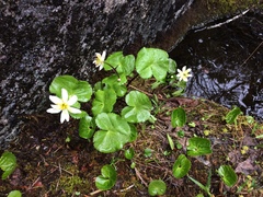 Caltha biflora
