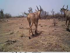 Alcelaphus buselaphus major