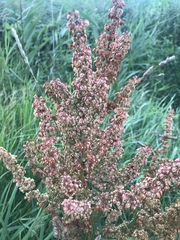 Rumex