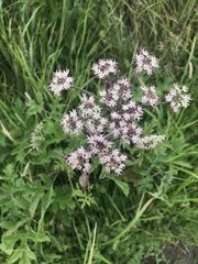 Heracleum sphondylium