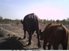 Syncerus caffer brachyceros