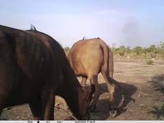 Syncerus caffer brachyceros
