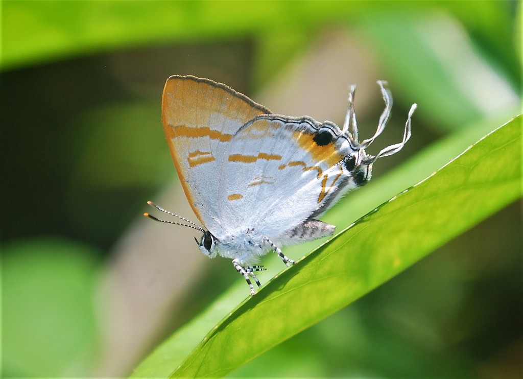 Hypolycaena