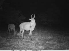 Alcelaphus buselaphus major