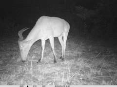 Alcelaphus buselaphus major