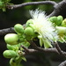 Wild Guava - Photo (c) Rujuta Vinod, some rights reserved (CC BY-NC), uploaded by Rujuta Vinod