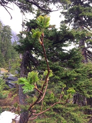 Sorbus sitchensis