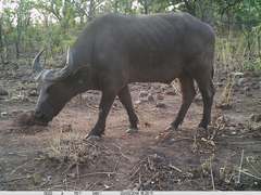 Syncerus caffer brachyceros