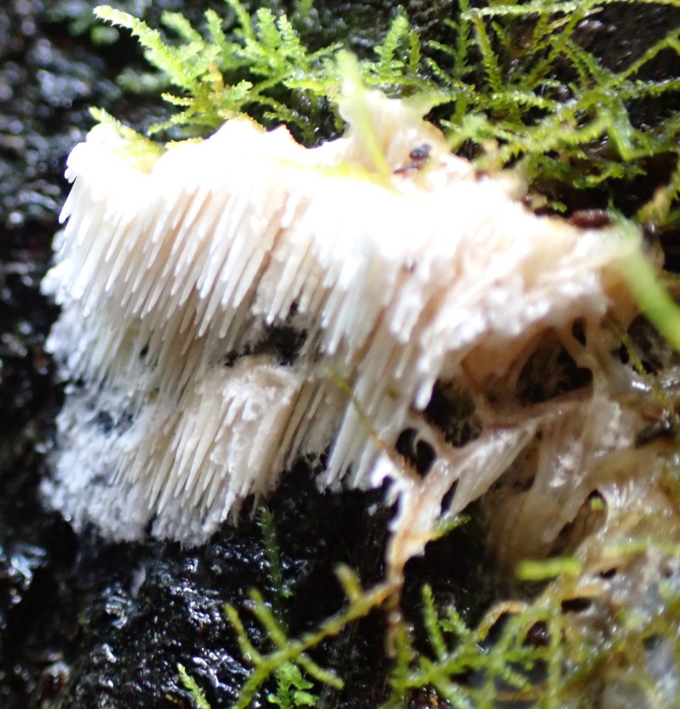 Dentipellis tasmanica