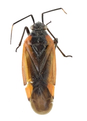 Dionconotus parnisanus