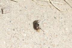 Phyllophaga lanceolata