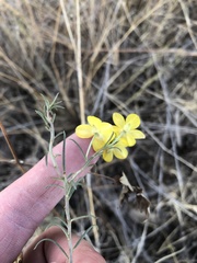 Menodora scabra