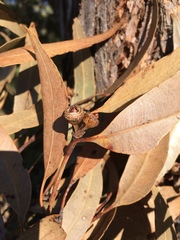 Eucalyptus notabilis