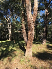 Eucalyptus notabilis