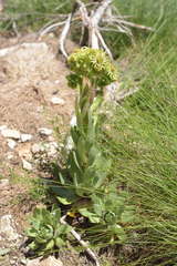 Sempervivum wulfenii