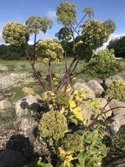 Angelica archangelica