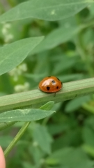 Coccinella septempunctata