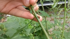 Coccinella septempunctata