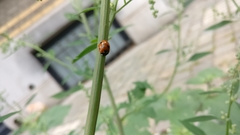 Coccinella septempunctata