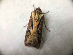 Agrotis vancouverensis