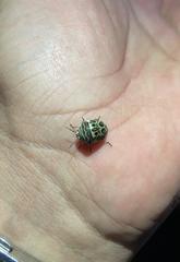 Sphaerocoris annulus