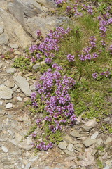 Thymus praecox polytrichus