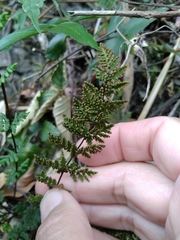 Cheilanthes chusana