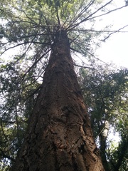 Pseudotsuga
