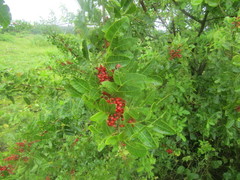 Schinus terebinthifolia