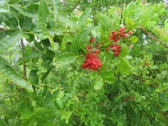 Schinus terebinthifolia