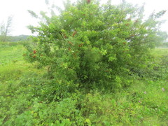 Schinus terebinthifolia