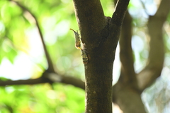 Pyrops watanabei