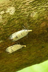 Pyrops watanabei