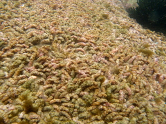 Isaurus tuberculatus